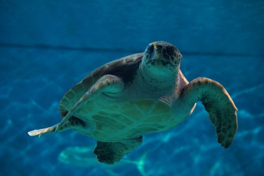 Seville Aquarium Admission Ticket - Food, Coffee, and the Gift Shop Reality Check