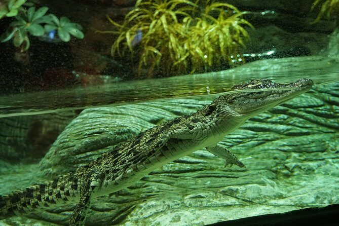 Seville Aquarium Admission Ticket - Opening Hours, Last Entry, and When to Go