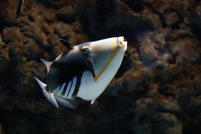 Seville Aquarium Admission Ticket - What to Know Before You Go (Kids, Comfort, and Expectations)