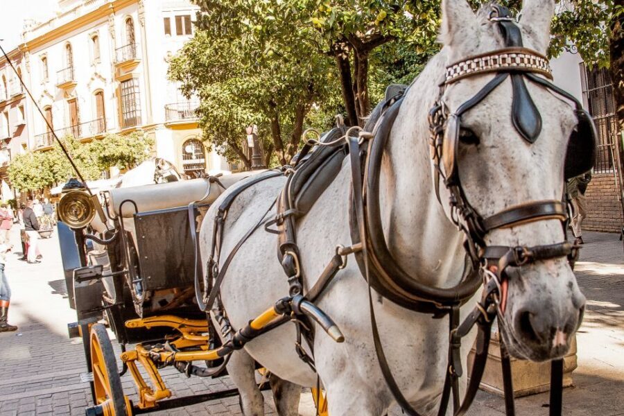 Seville: Authentic and Romantic Horse-Drawn Carriage Ride - The Driver Experience: Commentary, Calm Horses, and Language Tradeoffs
