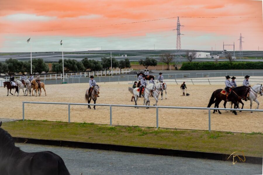 Seville: Horse's Show Entry Ticket. Optional Stud Farm Visit - Yeguada Torreluna Ranch Entry: how to arrive without stress