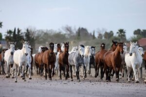 Seville: Horse's Show Entry Ticket. Optional Stud Farm Visit - What your ticket covers (and why $35 can still feel like a bargain)