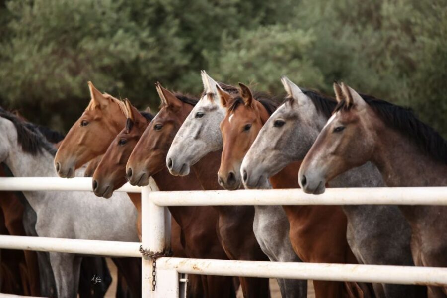 Seville: Horse's Show Entry Ticket. Optional Stud Farm Visit - How the day flows: show-only vs show plus the motivational visit
