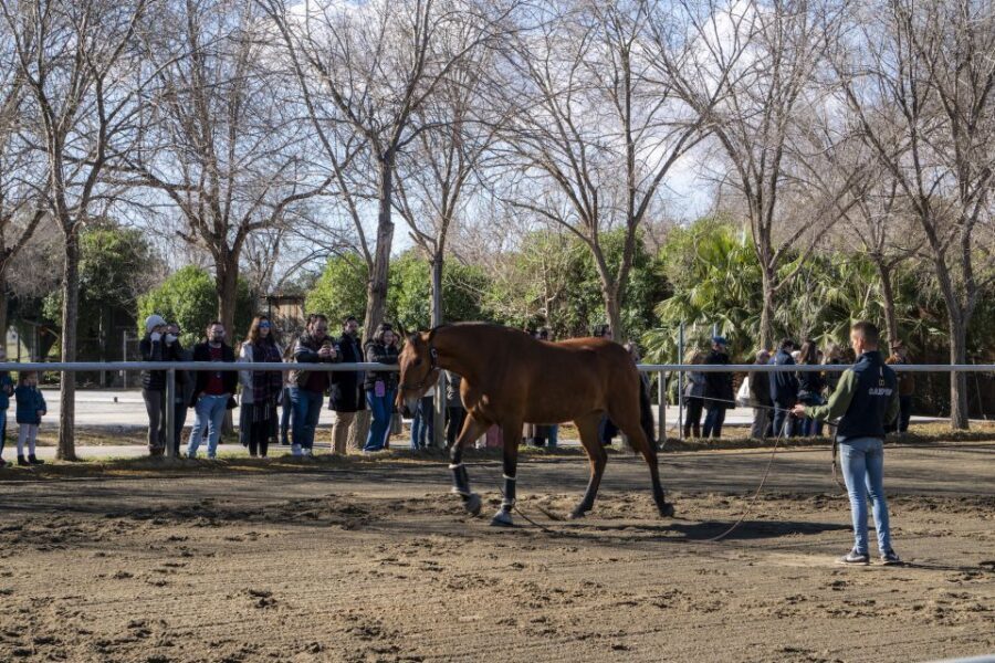 Seville: Horse's Show Entry Ticket. Optional Stud Farm Visit - Who should book this horse show experience?
