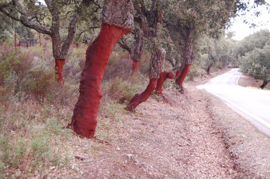 Seville: Transfer to Málaga with visit to Ronda - Should You Book the Seville to Málaga + Ronda Transfer?