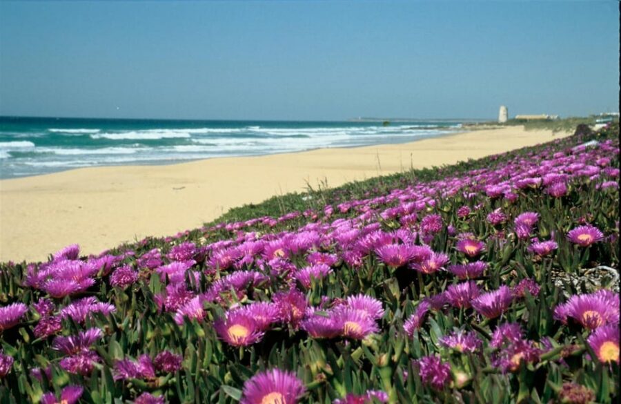 Spain's Best Beaches: Day-Trip from Seville - Playa de El Palmar: cool vibes and sunset time