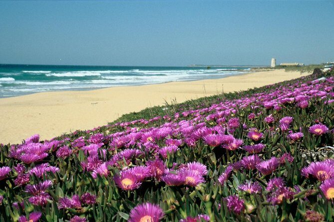 Spain's Best Beaches: Day-Trip from Seville - The route in plain English: Vejer, Bolonia, Baelo Claudia, El Palmar