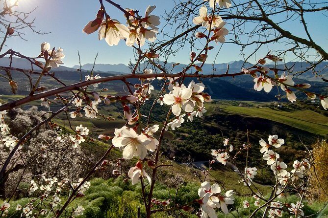 White Villages & Ronda 2 Days Tour from Seville - Seville Morning Pickup and the Shared-Transfer Reality